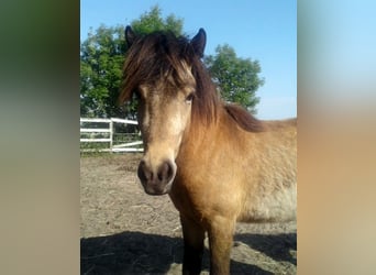 Icelandic Horse, Stallion, 2 years