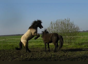 Icelandic Horse, Stallion, 2 years