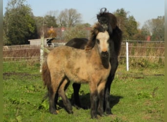 Icelandic Horse, Stallion, 2 years
