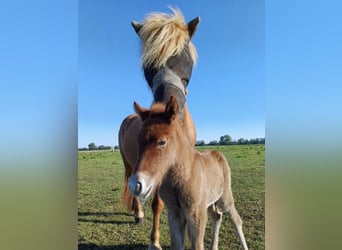 Icelandic Horse, Stallion, 2 years, Grey-Dapple