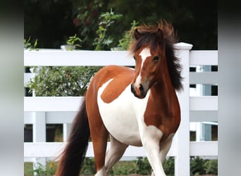 Icelandic Horse, Stallion, 2 years, Pinto
