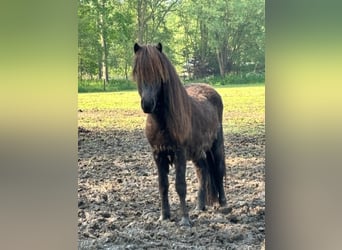 Icelandic Horse, Stallion, 2 years, Smoky-Black