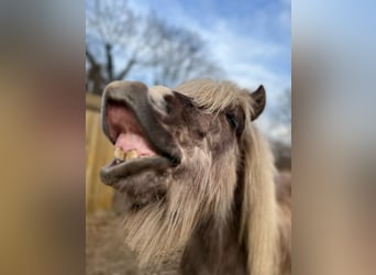 Icelandic Horse, Stallion, 3 years, 13,1 hh