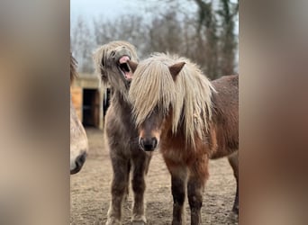 Icelandic Horse, Stallion, 3 years, 13,1 hh