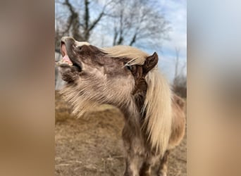 Icelandic Horse, Stallion, 3 years, 13,1 hh