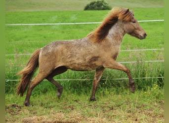 Islandpferd, Hengst, 3 Jahre, 13,1 hh, Palomino