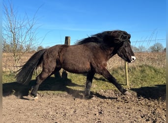 Icelandic Horse, Stallion, 3 years, 13,2 hh