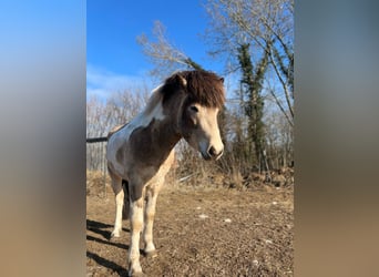 Icelandic Horse, Stallion, 3 years, 13,2 hh