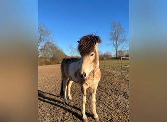 Icelandic Horse, Stallion, 3 years, 13,2 hh