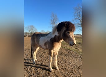 Icelandic Horse, Stallion, 3 years, 13,2 hh