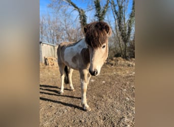 Icelandic Horse, Stallion, 3 years, 13,2 hh