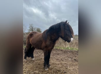 Icelandic Horse, Stallion, 3 years, 13,2 hh