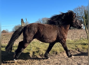 Icelandic Horse, Stallion, 3 years, 13,2 hh