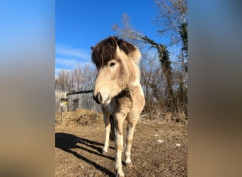 Icelandic Horse, Stallion, 3 years, 13,2 hh