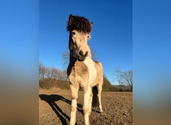 Icelandic Horse, Stallion, 3 years, 13,2 hh