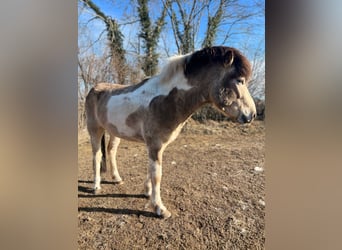 Icelandic Horse, Stallion, 3 years, 13,2 hh