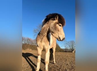 Icelandic Horse, Stallion, 3 years, 13,2 hh