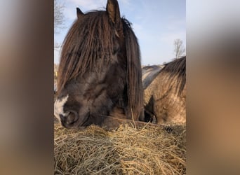 Icelandic Horse, Stallion, 3 years, 13,2 hh