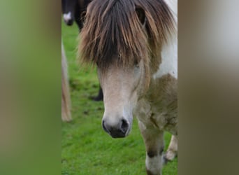 Icelandic Horse, Stallion, 3 years, 13.2 hh