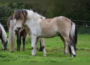 Icelandic Horse, Stallion, 3 years, 13.2 hh