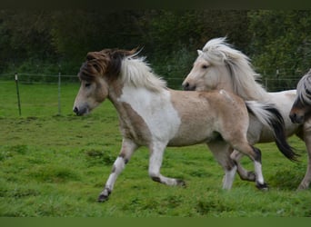 Icelandic Horse, Stallion, 3 years, 13.2 hh