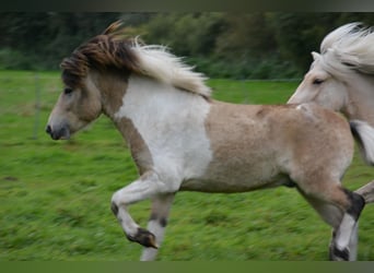 Icelandic Horse, Stallion, 3 years, 13.2 hh