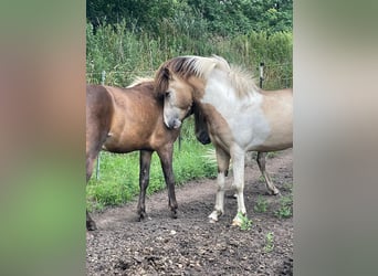 Icelandic Horse, Stallion, 3 years, 13.2 hh