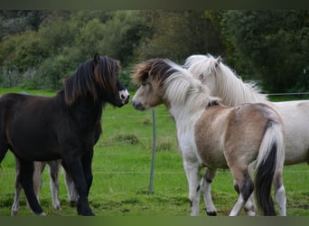 Icelandic Horse, Stallion, 3 years, 13.2 hh
