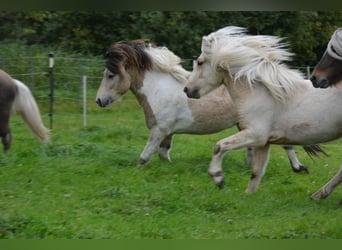 Icelandic Horse, Stallion, 3 years, 13.2 hh