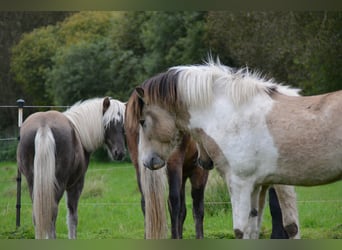 Icelandic Horse, Stallion, 3 years, 13.2 hh