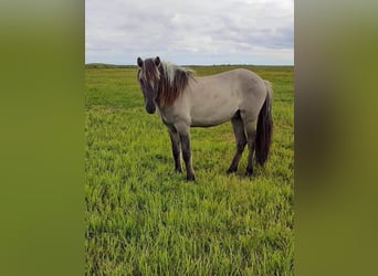 Icelandic Horse, Stallion, 3 years, 13.2 hh, Dun