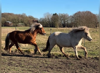 Icelandic Horse, Stallion, 3 years, 13,2 hh