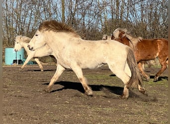 Icelandic Horse, Stallion, 3 years, 13,2 hh