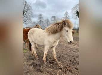 Icelandic Horse, Stallion, 3 years, 13,2 hh