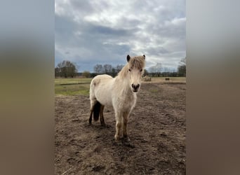 Icelandic Horse, Stallion, 3 years, 13,2 hh