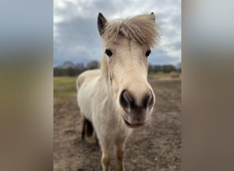 Icelandic Horse, Stallion, 3 years, 13,2 hh