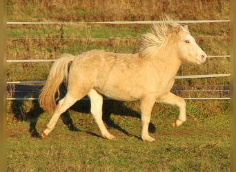 Icelandic Horse, Stallion, 3 years, 13.2 hh, Palomino