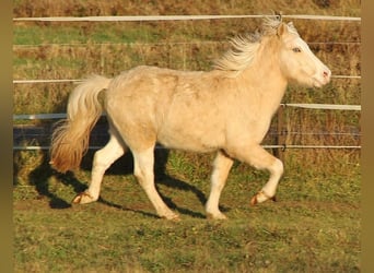 Icelandic Horse, Stallion, 3 years, 13.2 hh, Palomino