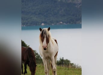 Icelandic Horse, Stallion, 3 years, 13.2 hh, Pinto