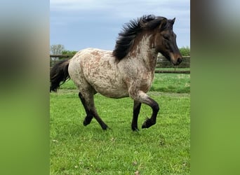 Icelandic Horse, Stallion, 3 years, 13.2 hh, Roan-Bay