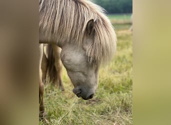 Icelandic Horse, Stallion, 3 years, 13.3 hh, Buckskin