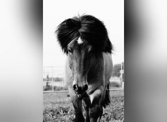 Icelandic Horse, Stallion, 3 years, 14.1 hh, Dun