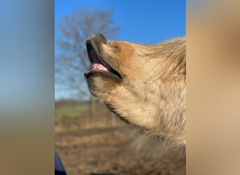 Icelandic Horse, Stallion, 3 years, 14 hh