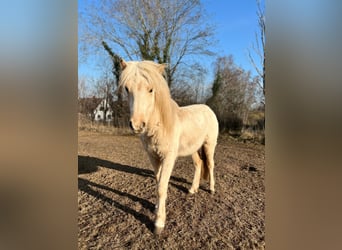 Icelandic Horse, Stallion, 3 years, 14 hh