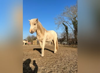 Icelandic Horse, Stallion, 3 years, 14 hh