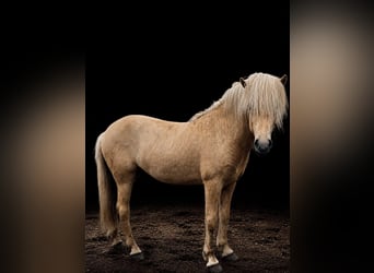 Icelandic Horse, Stallion, 3 years, 14 hh