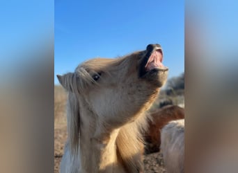 Icelandic Horse, Stallion, 3 years, 14 hh