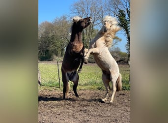 Icelandic Horse, Stallion, 3 years, 14 hh