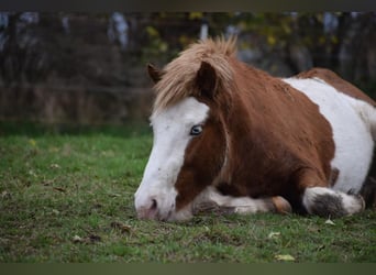 Icelandic Horse, Stallion, 3 years, 14 hh
