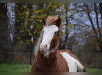 Icelandic Horse, Stallion, 3 years, 14 hh